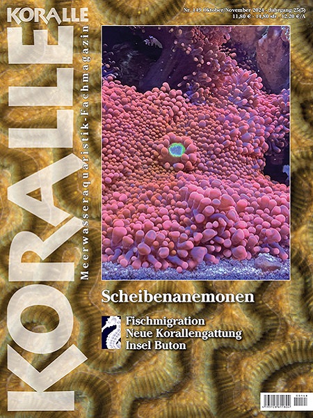 koralle_149_scheibenanemonen