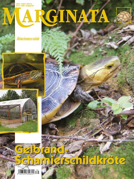 marginata_79_gelbrand-scharnierschildkrote