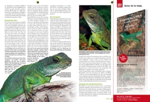 reptilia_126_kaefer_erfolgreich_zuechten_2